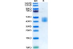 Human MSLN/Mesothelin on Tris-Bis PAGE under reduced condition.