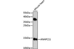 Western blot analysis of extracts of mouse heart, using  antibody (ABIN7265580) at 1:1000 dilution. (ANAPC11 抗体  (AA 1-84))
