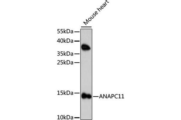 ANAPC11 抗体  (AA 1-84)
