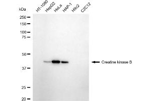 Western blotting analysis using creatine kinase B antibody (ABIN7798162). (Recombinant CKB 抗体)