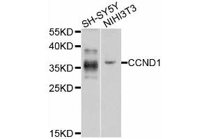 Western blot analysis of extracts of various cell lines, using CCND1 antibody (ABIN5995417) at 1/1000 dilution. (Cyclin D1 抗体)