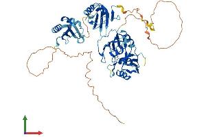 AlphaFold protein structure predicition of Human Recombinant HNRNPLL Protein, UniprotID Q8WVV9