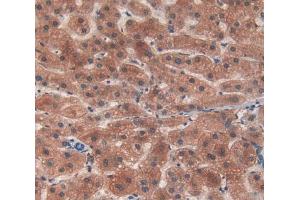 IHC-P analysis of Mouse Tissue, with DAB staining. (C4A 抗体  (AA 678-761))