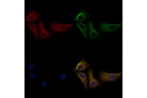 ABIN6255756 and ABIN6277783 staining HepG2 cells(30 min of 4uM Forskolin treatment) by IF/ICC.