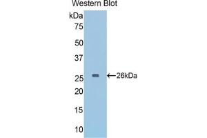 Detection of Recombinant GAPDH, Mouse using Polyclonal Antibody to Glyceraldehyde-3-Phosphate Dehydrogenase (GAPDH) (GAPDH 抗体  (AA 56-284))