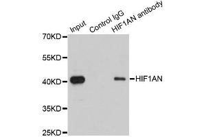 Immunoprecipitation analysis of 200 μg extracts of 293T cells using 1 μg HIF1AN antibody (ABIN5973179). (HIF1AN 抗体)