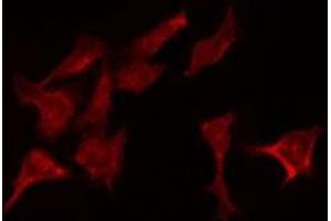 Immunofluorescence (fixed cells) (IF/ICC) image for anti-COP9 Signalosome Complex Subunit 3 (COPS3) (C-Term) antibody (ABIN6260969)