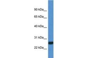 Image no. 1 for anti-Interleukin 27 (IL27) (C-Term) antibody (ABIN6749775) (IL-27 抗体  (C-Term))