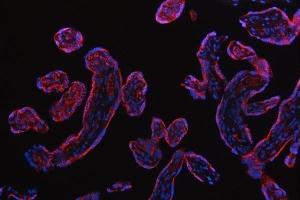 IF analysis of RPS5 using anti-RPS5 antibody (ABIN7599076).