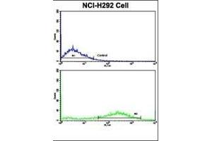 Flow cytometric analysis of NCI- cells using Fascin Antibody (Center)(bottom histogram) compared to a negative control cell (top histogram). (Fascin 抗体  (AA 322-350))