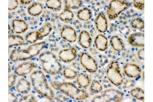 Anti- MMP9 Picoband antibody, IHC(P) IHC(P): Mouse Kidney Tissue (MMP 9 抗体  (C-Term))
