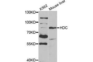 Western blot analysis of extracts of various cell lines, using HDC antibody (ABIN5973178) at 1/1000 dilution. (HDC 抗体)