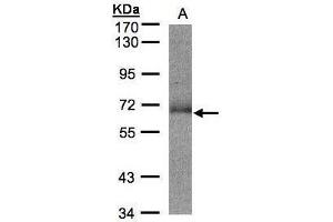 WB Image Sample(30 ug whole cell lysate) A:Hep G2 , 7. (SUOX 抗体)