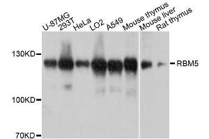 Western blot analysis of extracts of various cell lines, using RBM5 antibody. (RBM5 抗体  (AA 1-130))