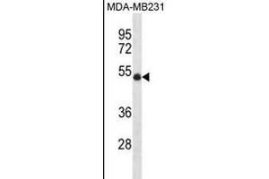 Western Blotting (WB) image for anti-Ubiquitin Protein Ligase E3 Component N-Recognin 7 (UBR7) (AA 100-128), (N-Term) antibody (ABIN1881973)