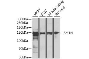 Western blot analysis of extracts of various cell lines, using SMTN antibody (ABIN2560031) at 1:1000 dilution. (Smoothelin 抗体)