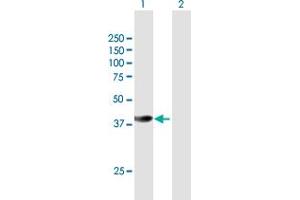 Western Blot analysis of HSPBP1 expression in transfected 293T cell line by HSPBP1 MaxPab polyclonal antibody. (HSPBP1 抗体  (AA 1-359))