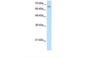 Image no. 1 for anti-Solute Carrier Family 39 (Zinc Transporter), Member 12 (SLC39A12) (N-Term) antibody (ABIN6738111) (SLC39A12 抗体  (N-Term))