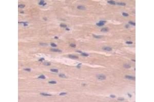 IHC-P analysis of Mouse Tissue, with DAB staining. (EMILIN2 抗体  (AA 853-1074))
