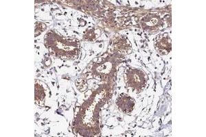 Immunohistochemical staining of human breast with OAS3 polyclonal antibody  shows moderate cytoplasmic positivity in glandular cells at 1:500-1:1000 dilution. (OAS3 抗体)