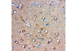 Anti- GRIA1 antibody, IHC(P) IHC(P): Mouse Brain Tissue (Glutamate Receptor 1 抗体  (AA 19-360))