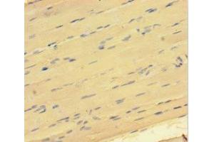 Immunohistochemistry of paraffin-embedded human skeletal muscle tissue using ABIN7172549 at dilution of 1:100 (GATA5 抗体  (AA 336-397))
