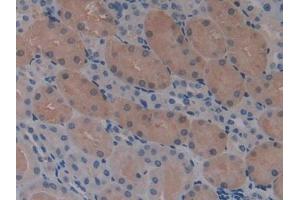 DAB staining on IHC-P; Samples: Mouse Kidney Tissue (STAM 抗体  (AA 199-464))