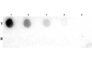 Dot Blot results of Goat Fab Anti-Biotin Antibody. (Biotin 抗体)