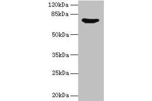 Western blot All lanes: SYN1 antibody at 12 μg/mL + Mouse brain tissue Secondary Goat polyclonal to rabbit IgG at 1/10000 dilution Predicted band size: 75, 71 kDa Observed band size: 75 kDa (SYN1 抗体  (AA 113-420))