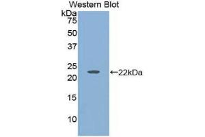 Western Blotting (WB) image for anti-Histone Acetyltransferase 1 (HAT1) (AA 100-338) antibody (ABIN1859122) (HAT1 抗体  (AA 100-338))