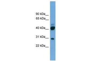 Image no. 1 for anti-Proline Rich 5 (Renal) (PRR5) (AA 35-84) antibody (ABIN6746469) (PRR5 抗体  (AA 35-84))