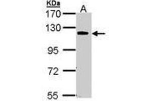 Image no. 1 for anti-Caspase Recruitment Domain Family, Member 10 (CARD10) (AA 341-600) antibody (ABIN467541) (CARD10 抗体  (AA 341-600))