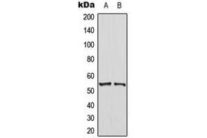 Western blot analysis of PTEN expression in HT29 (A), NIH3T3 (B) whole cell lysates.