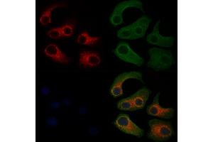 ABIN7094666 and ABIN7098717 staining HepG2 cells by IF/ICC.