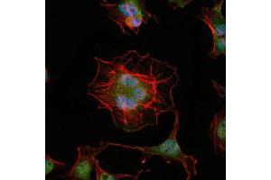 Immunofluorescence analysis of HeLa cells using LHX2 monoclonal antibody, clone 6G2  (green). (LHX2 抗体)
