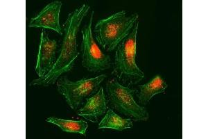 IF analysis of RPA32/RPA2 using anti-RPA32/RPA2 antibody (ABIN7601379). (RPA2 抗体  (AA 34-254))