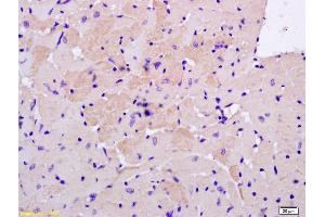 Formalin-fixed and paraffin embedded mouse heart labeled with Anti-S100A13 Polyclonal Antibody, Unconjugated (ABIN748073) at 1:200 followed by conjugation to the secondary antibody and DAB staining. (S100A13 抗体  (AA 51-98))