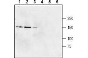 Western blot analysis of rat brain membranes (lanes 1 and 4), mouse brain membranes (lanes 2 and 5) and human U87-MG glioblastoma cell lysate (lines 3 and 6): - 1-3. (GRID2 抗体  (Extracellular, N-Term))