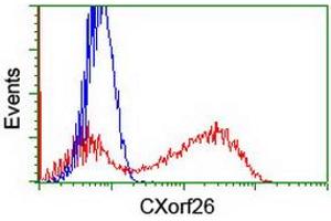 Image no. 1 for anti-Chromosome X Open Reading Frame 26 (CXorf26) antibody (ABIN1497688) (CXorf26 抗体)