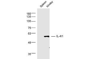Mouse spleen and kidney lysates probed with IL-4l1 Polyclonal Antibody, unconjugated  at 1:300 overnight at 4°C followed by a conjugated secondary antibody at 1:10000 for 90 minutes at 37°C. (IL4I1 抗体  (AA 51-160))