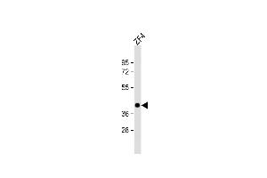 Anti-pou5f1 Antibody (Center)at 1:2000 dilution + ZF4 whole cell lysates Lysates/proteins at 20 μg per lane. (OCT4 抗体  (AA 141-177))