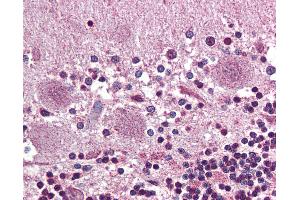 Anti-PROKR2 antibody IHC of human brain, cerebellum. (Prokineticin Receptor 2 抗体  (N-Term))