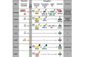 Most modifiers mature by proteolytic processing from inactive precursors (“a” = amino acid). (UBE2J2 抗体  (Internal Region))