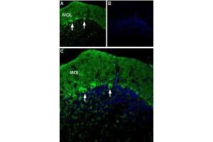 Expression of P2X1 receptor in mouse cerebellum - Immunohistochemical staining of mouse cerebellum using Anti-P2X1 Receptor (extracellular)-ATTO Fluor-488 Antibody (ABIN7043572). (P2RX1 抗体  (Extracellular) (Atto 488))