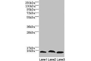 Western Blot All lanes: C4orf3 antibody at 6 μg/mL Lane 1: 293T whole cell lysate Lane 2: Hela whole cell lysate Lane 3: HepG2 whole cell lysate Secondary Goat polyclonal to rabbit IgG at 1/10000 dilution Predicted band size: 8, 23 kDa Observed band size: 8 kDa (C4ORF3 抗体  (AA 1-44))