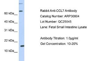 WB Suggested Anti-CCL7 Antibody   Titration: 1.
