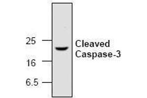 Image no. 1 for anti-Caspase 3 (CASP3) (active), (Cleavage Site), (N-Term) antibody (ABIN126957) (Caspase 3 抗体  (active, Cleavage Site, N-Term))