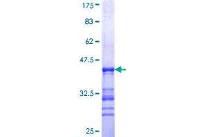 SCG5 Protein (AA 59-159) (GST tag)