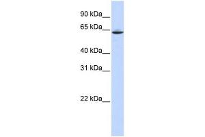 SLC33A1 antibody  (Middle Region)