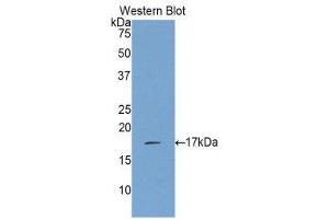 Western Blotting (WB) image for anti-Interleukin 17 (IL17) (AA 21-153) antibody (ABIN1859352) (IL-17 抗体  (AA 21-153))